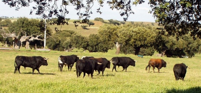  contemplate the fighting bull 